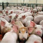 Pestă porcină la Maglavit: Măsuri impuse de DSVSA