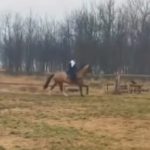 Dosar penal în Craiova: Cal lovit la antrenament