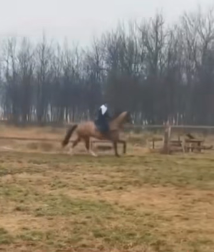 Dosar penal în Craiova: Cal lovit la antrenament