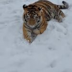 VIDEO: Tigru siberian liber într-o curte din Dâmbovița