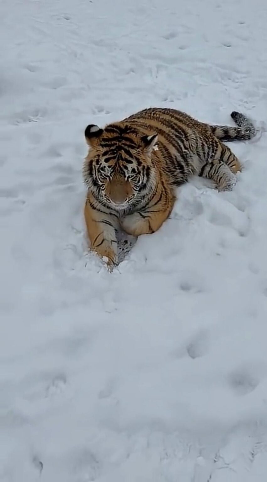 VIDEO: Tigru siberian liber într-o curte din Dâmbovița