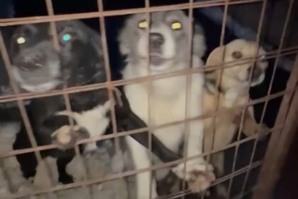 Dolj: Intervenție la un deținător de animale din județ