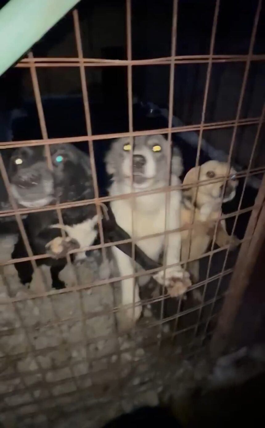 Dolj: Intervenție la un deținător de animale din județ