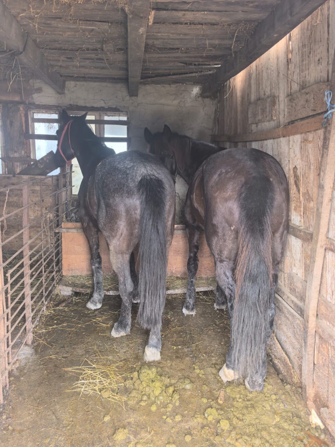 Cal chinuit pe TikTok: Amendă de 13.200 lei în Vâlcea