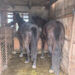 Cal chinuit pe TikTok: Amendă de 13.200 lei în Vâlcea