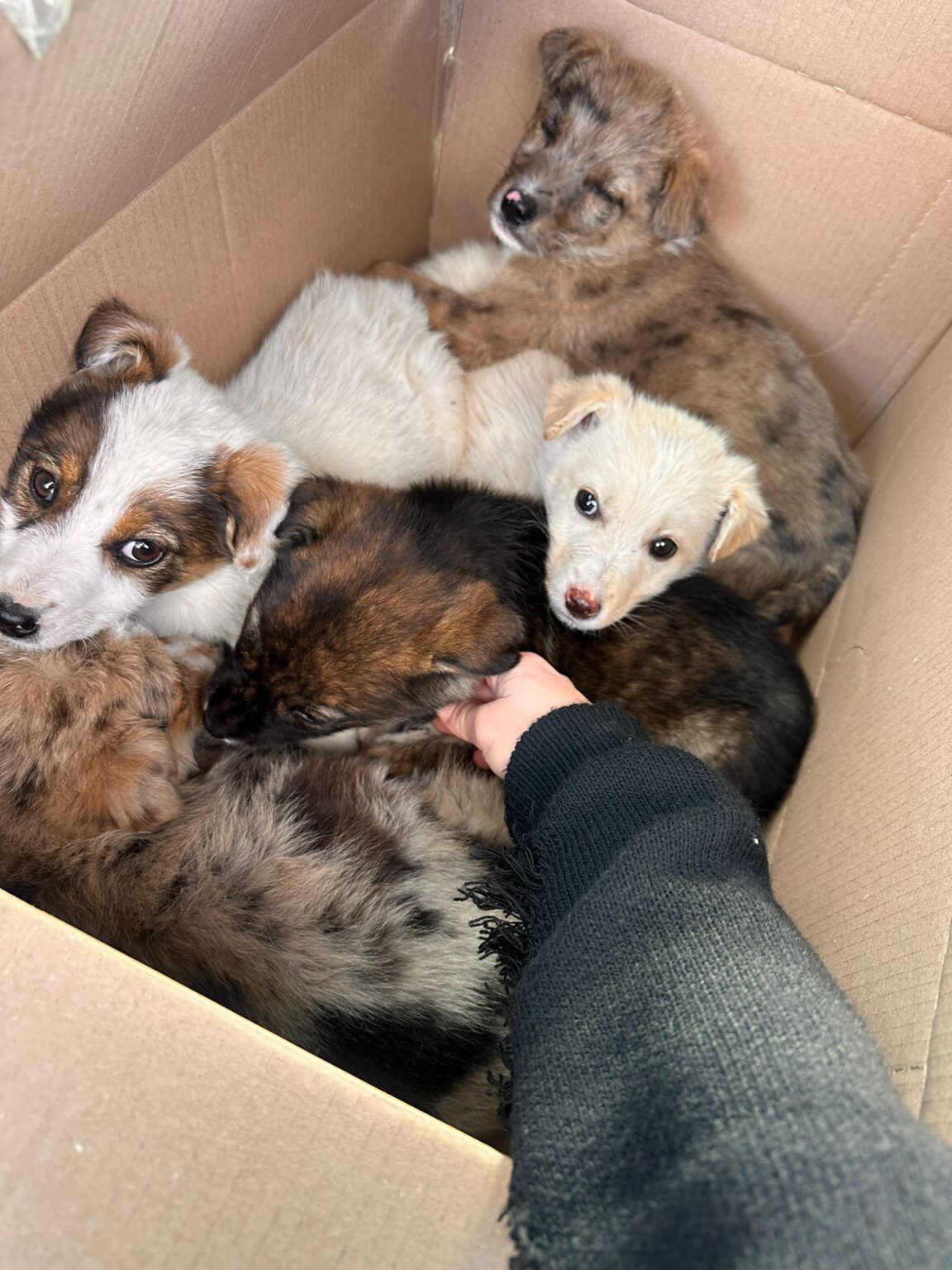 12.000 lei amendă pentru abandonul a patru căței