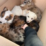 12.000 lei amendă pentru abandonul a patru căței