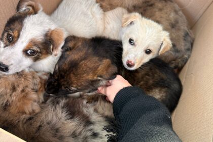 12.000 lei amendă pentru abandonul a patru căței