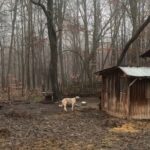 Amendă de 12.500 lei pentru proprietarul unui câine