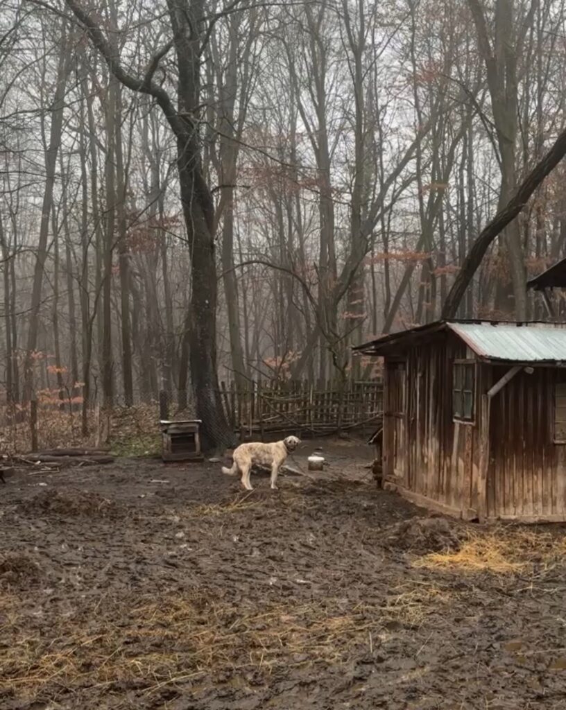 Amendă de 12.500 lei pentru proprietarul unui câine - Jurnalul Olteniei – Știri din Craiova și Oltenia Amendă de 12.500 lei pentru proprietarul unui câine