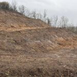 Magnoliile plantate de voluntari, furate în Drăgășani. Foto: Facebook