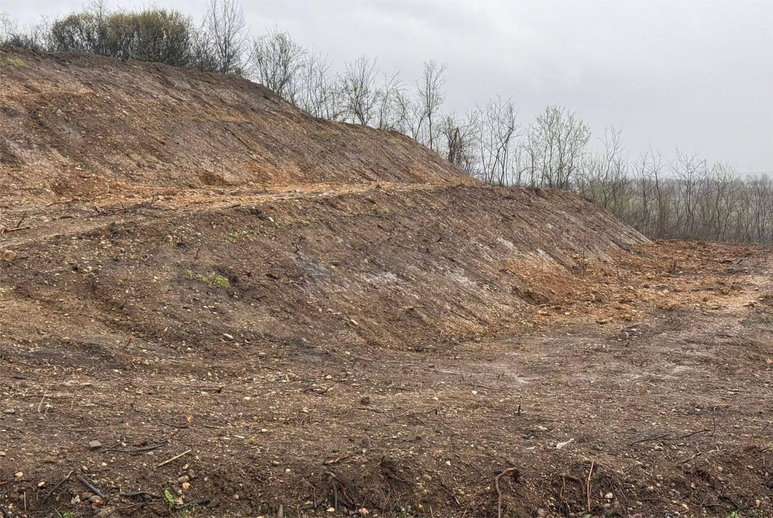 Magnoliile plantate de voluntari, furate în Drăgășani. Foto: Facebook - Jurnalul Olteniei – Știri din Craiova și Oltenia Magnoliile plantate de voluntari, furate în Drăgășani. Foto: Facebook