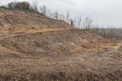 Magnoliile plantate de voluntari, furate în Drăgășani. Foto: Facebook