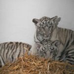 Cum a murit puiul de tigru alb din Parcul „Nicolae Romanescu”