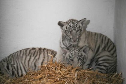 Cum a murit puiul de tigru alb din Parcul „Nicolae Romanescu”