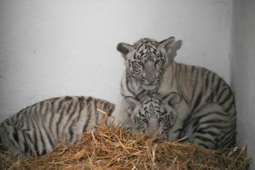 Cum a murit puiul de tigru alb din Parcul „Nicolae Romanescu”