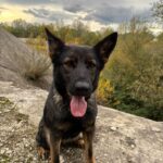 Hoț de 15 ani din Gorj, prins de câinele polițist Gica