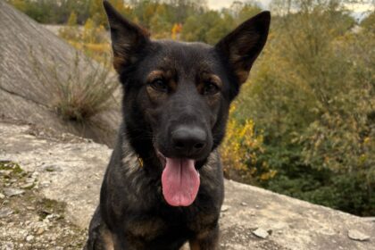 Hoț de 15 ani din Gorj, prins de câinele polițist Gica