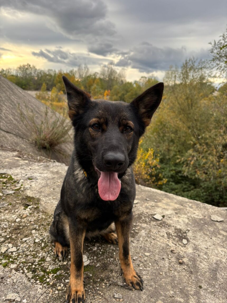 Hoț de 15 ani din Gorj, prins de câinele polițist Gica