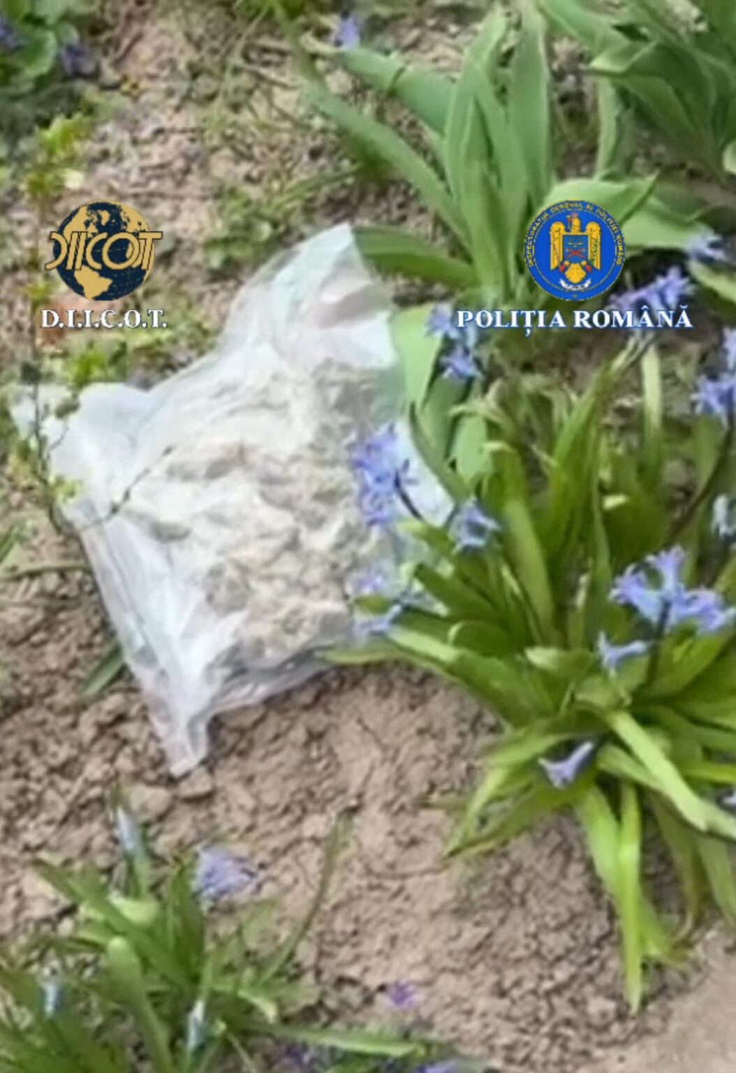 Dolj: Trei traficanți de droguri reținuți după descinderi