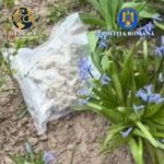 Dolj: Trei traficanți de droguri reținuți după descinderi