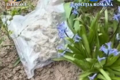 Dolj: Trei traficanți de droguri reținuți după descinderi