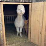 Pui de alpaca născut la Valea Ciutelor, Craiova