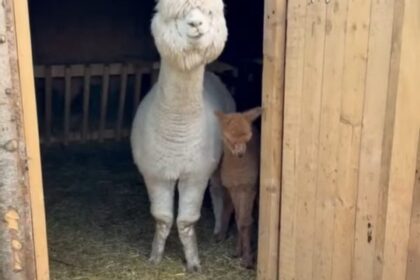 Pui de alpaca născut la Valea Ciutelor, Craiova
