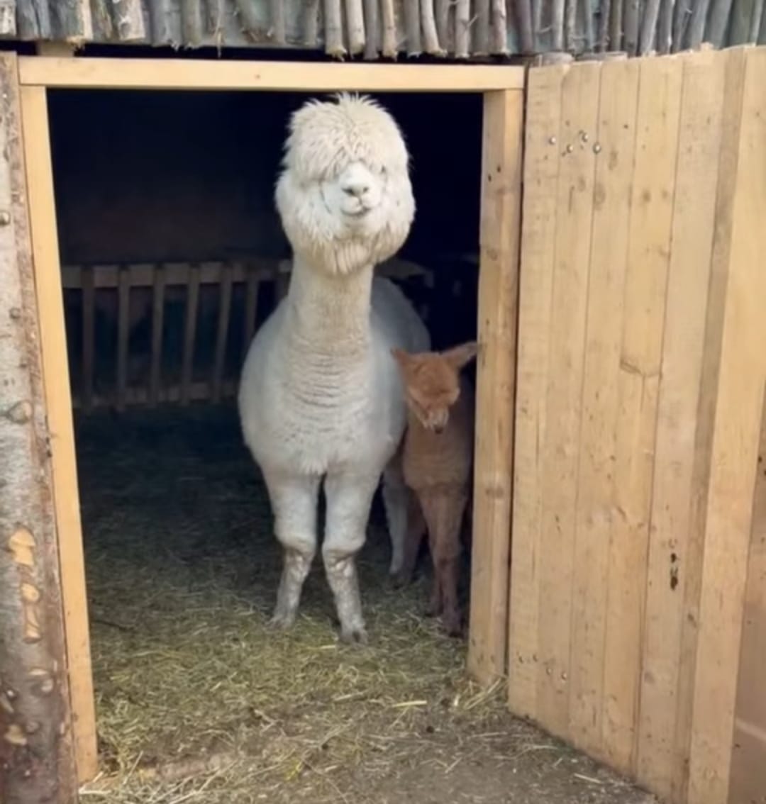 Pui de alpaca născut la Valea Ciutelor, Craiova