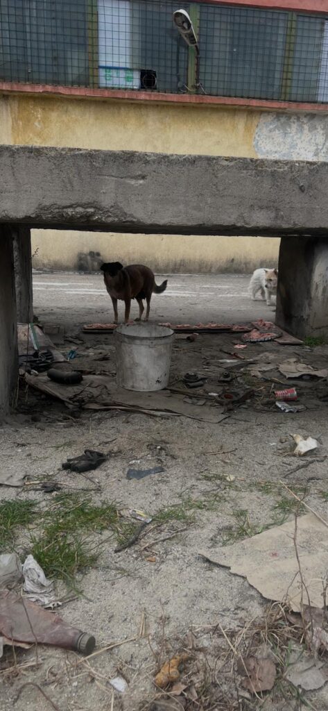 WhatsApp Image 2026-03-30 at 152716 6 - Jurnalul Olteniei – Știri din Craiova și Oltenia