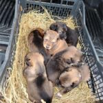 IPJ Vâlcea: Bărbat sancționat pentru abandonul cățeilor