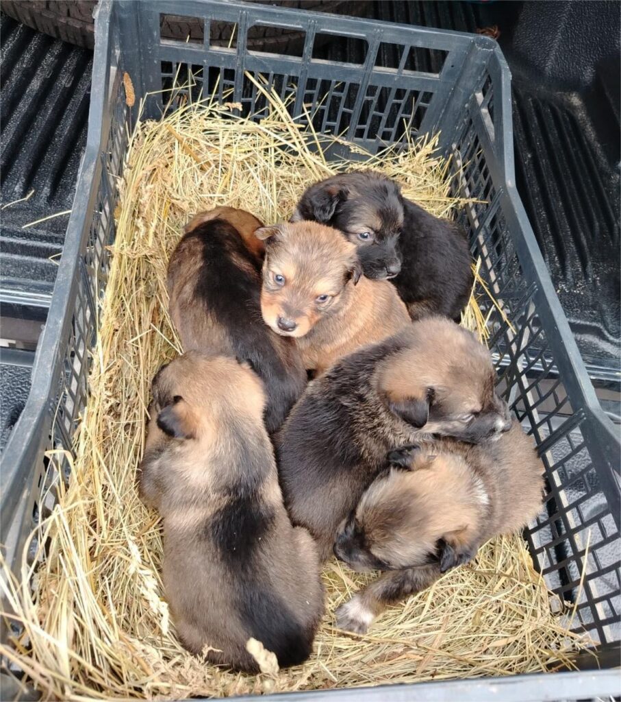 IPJ Vâlcea: Bărbat sancționat pentru abandonul cățeilor - Jurnalul Olteniei – Știri din Craiova și Oltenia IPJ Vâlcea: Bărbat sancționat pentru abandonul cățeilor