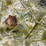 Cum scapi de rozătoare cu un ingredient din bucătărie. Foto: Pixabay