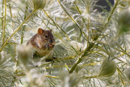 Cum scapi de rozătoare cu un ingredient din bucătărie. Foto: Pixabay