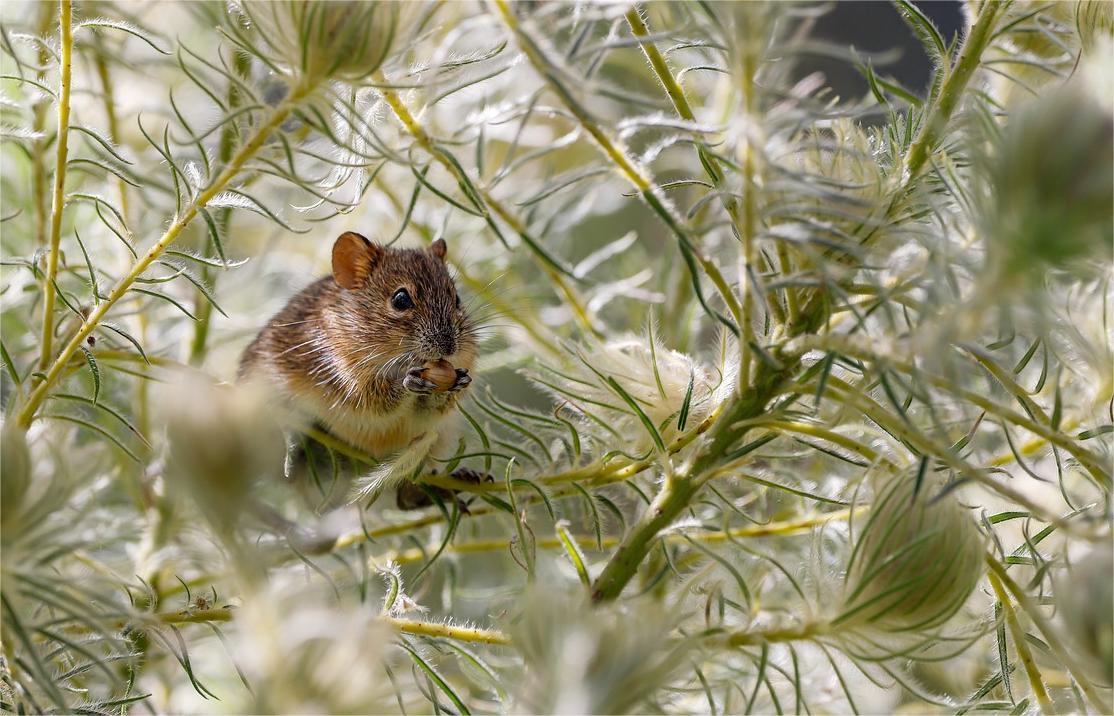 Cum scapi de rozătoare cu un ingredient din bucătărie. Foto: Pixabay