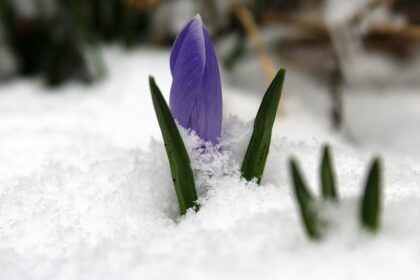 Martie – Luna care împletește speranța cu tradiția