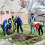 Oraș mai curat: plantări masive de arbori în Severin