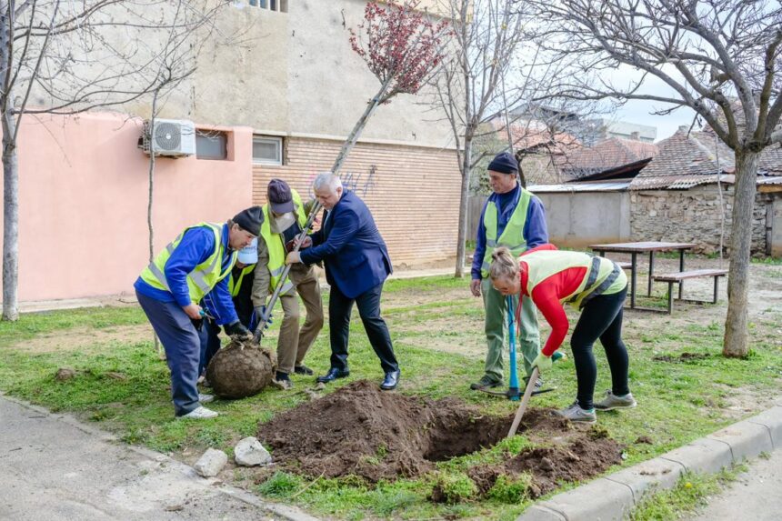 Oraș mai curat: plantări masive de arbori în Severin