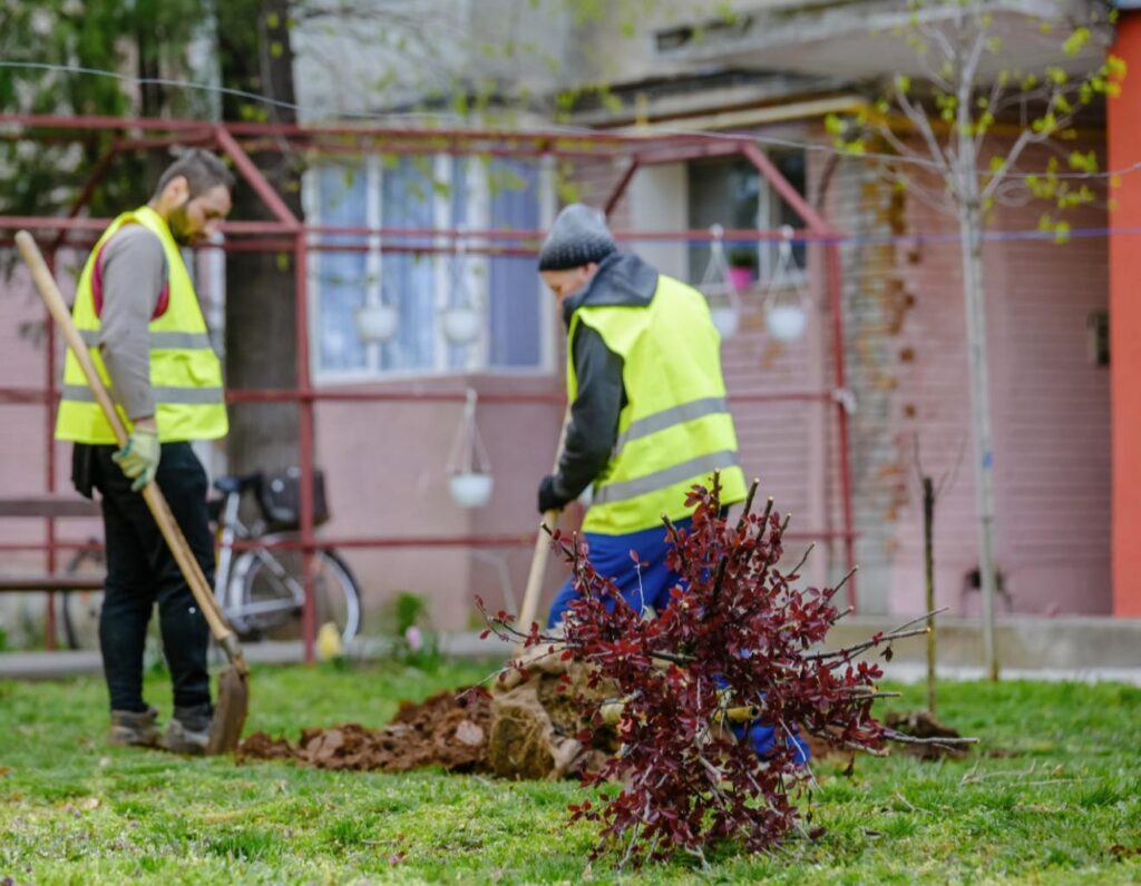 Oraș mai curat: plantări masive de arbori în Severin