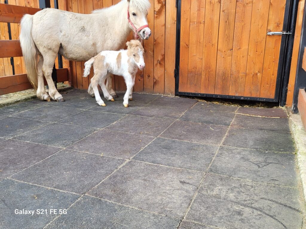 Craiova: Puiuț de ponei la Hipodrom, noua vedetă în parc