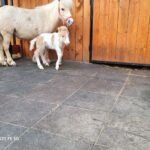 Craiova: Puiuț de ponei la Hipodrom, noua vedetă în parc