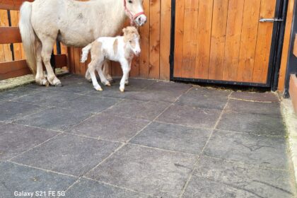 Craiova: Puiuț de ponei la Hipodrom, noua vedetă în parc