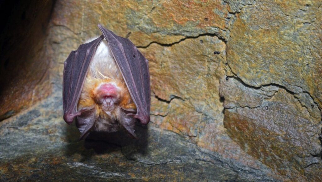 Proiect pentru protejarea liliecilor în arii naturale