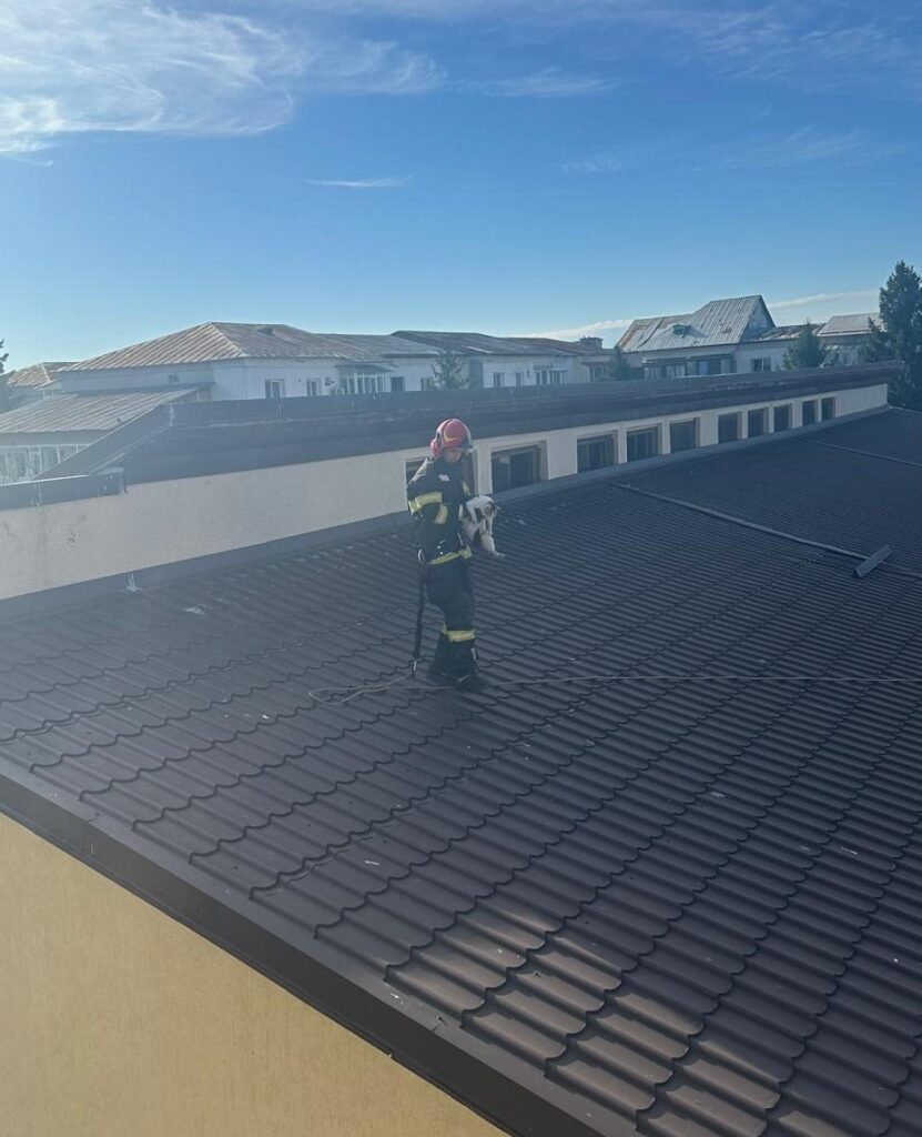 ISU Vâlcea: Pisică salvată de pe o școală din Drăgășani