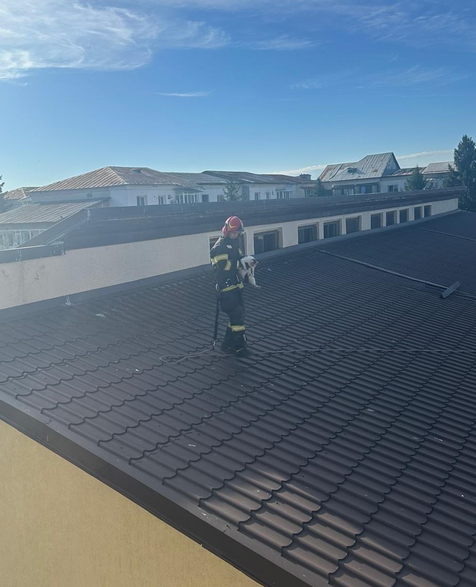 ISU Vâlcea: Pisică salvată de pe o școală din Drăgășani