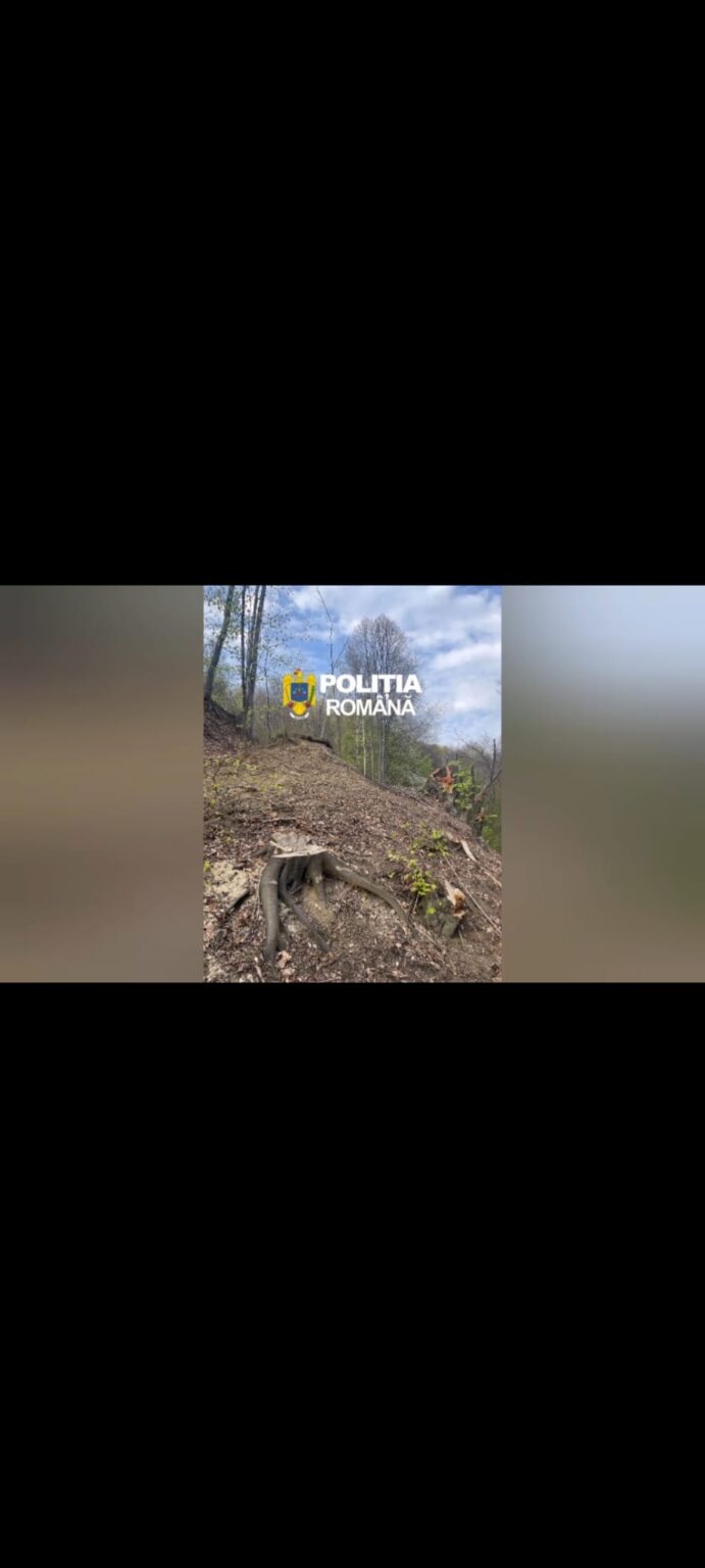 Tăieri ilegale de lemne descoperite în Gorj. Trei bărbați cercetați penal