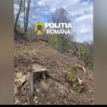 Tăieri ilegale de lemne descoperite în Gorj. Trei bărbați cercetați penal