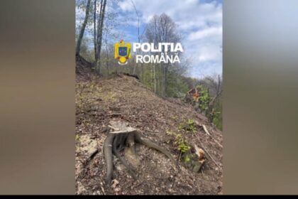 Tăieri ilegale de lemne descoperite în Gorj. Trei bărbați cercetați penal