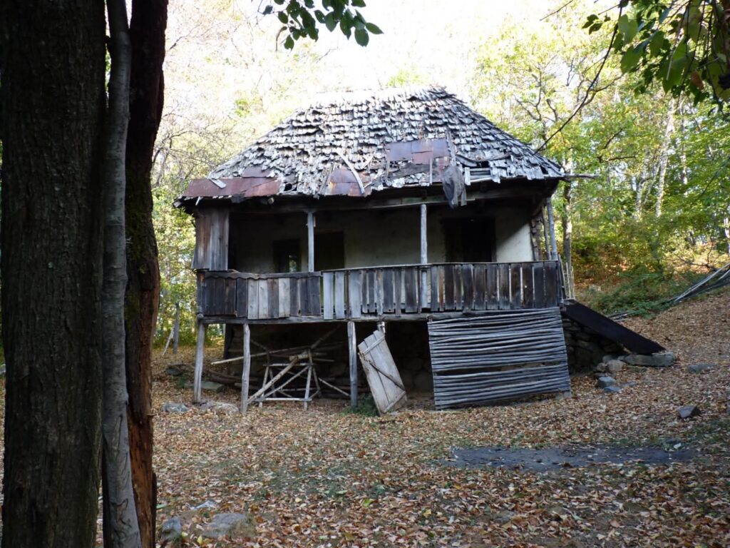 Dilapidated wooden hut on stilts in a forest, with a weathered shingled roof and peeling boards.