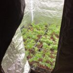 Vâlcea: Laborator clandestin de hașiș, spart de DIICOT